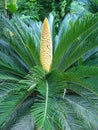 Cycas revoluta