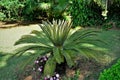 Cycas Revoluta decorating the lawn in the garden