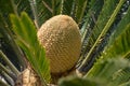 Cycas revoluta. Detail of central core fruit pine cone. Sago palm tree