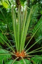 Cycas revoluta- fake sago palm Royalty Free Stock Photo