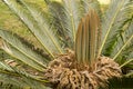 Cycas revoluta female palm tree flower blossom into evergreen leaves at summer. Closeup Royalty Free Stock Photo