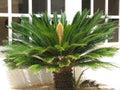 Cycas revoluta Royalty Free Stock Photo