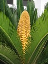 Cycas revoluta Royalty Free Stock Photo