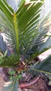 Cycas revoluta green leaf tree Royalty Free Stock Photo