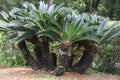 Cycas revoluta Japanese Sago Palm Royalty Free Stock Photo