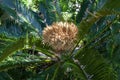 Female flowers of a sago cycad native to the japanese ryukyu islands