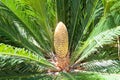 Cycas revoluta