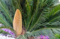 Cycas revoluta male is a slow-growing tree with green leaves and drupe that contains the seeds. Sago palm, Turkey, Belek