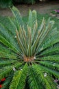 Cycas Revoluta new leaves growing in the park Royalty Free Stock Photo