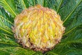 Cycas revoluta, ornamental sago palm. Female cone