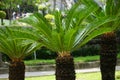 Cycas Revoluta in the garden. Also called pakis haji, Cycas revoluta, Sotetsu, sago palm