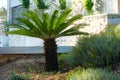 Cycas revoluta. Palm tree in garden. Green palm tree stands at entrance to a private hotel. Design of exterior of building