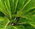 Cycas revoluta plant Royalty Free Stock Photo