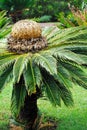 Cycas revoluta (sago cycad) - botanical garden Fun Royalty Free Stock Photo