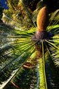 Cycas revoluta (sago cycad) - botanical garden Funchal Royalty Free Stock Photo