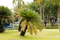 Cycas revoluta (sago cycad) Royalty Free Stock Photo