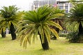 Cycas revoluta (sago cycad)