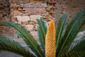 Cycas revoluta or sago palm, and ancient plant growing outdoors with ornamental looking long yellow male reproductive cone