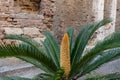 Cycas revoluta or sago palm, and ancient plant growing outdoors with ornamental looking long yellow male reproductive cone