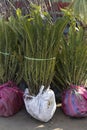 Cycas revoluta sago palm bare roots plants Royalty Free Stock Photo