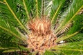 Cycas revoluta - Sago Palm Royalty Free Stock Photo