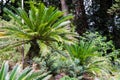 Cycas revoluta sago palm, king sago, sago cycad, Japanese sago palm in botanical garden Royalty Free Stock Photo