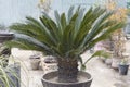 Cycas revoluta, sago palm, king sago, sago cycad or Japanese sago palm in a large pot Royalty Free Stock Photo