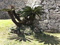 Cycas revoluta or Sago palm or King sago or Sago cycad or Japanese sago palm.