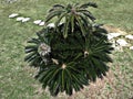 Cycas revoluta or Sago palm or King sago or Sago cycad or Japanese sago palm at Nakagusuku-jo Site in Japan. Royalty Free Stock Photo
