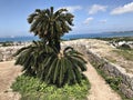 Cycas revoluta or Sago palm or King sago or Sago cycad or Japanese sago palm in Okinawa, Japan. Royalty Free Stock Photo