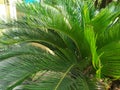 Sago palm Plant in my house