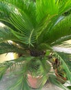 Sago palm tree in a house