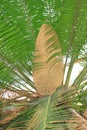 Cycas revoluta Thunb Royalty Free Stock Photo