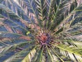 Cycas revoluta Thunb tree leafs Royalty Free Stock Photo