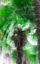 Cycas revolute, king sago, sago cycad, Japanese sago palm.