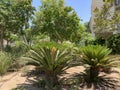 Cycas or sago palm latin- Cycas revoluta genus of ancient plants