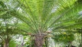 Cycas Scratchleyana