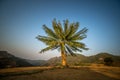 Cycas siamensis Miq. On the mountain