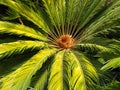 Cycas sphaerica plant closeup Royalty Free Stock Photo