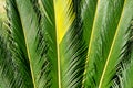 Cycas tree or japanese sago palm foliage. Close up photo of green feather like leaves