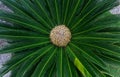 Cycas tree or japanese sago palm with green feather like leaves and large round strobilus in the middle.