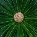 Cycas tree or japanese sago palm with green feather like leaves and large round strobilus in the middle. Beautiful exotic foliage. Royalty Free Stock Photo