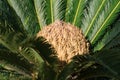 Cycas tree or japanese sago palm with green feather like leaves and large strobilus in the middle. Side view.