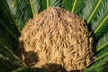 Cycas tree or japanese sago palm with green feather like leaves and large strobilus in the middle. Side view. Royalty Free Stock Photo