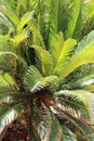 Cycas tree with lush branches and leaves. Lush vegetation in jungle Royalty Free Stock Photo