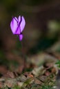 Cyclamen cyclamen in the autumn forest Royalty Free Stock Photo