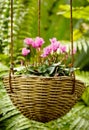 Cyclamen basket Royalty Free Stock Photo