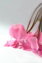 Cyclamen blossoms Royalty Free Stock Photo