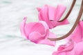 Cyclamen blossoms Royalty Free Stock Photo