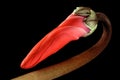 Cyclamen bud